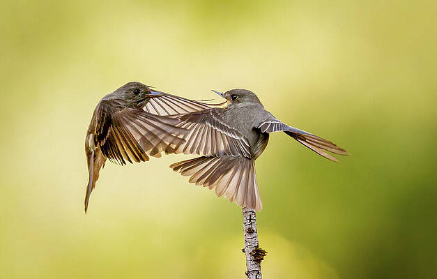 Bird Wall Art featuring the photograph Mid Air Interaction by Jean Noren