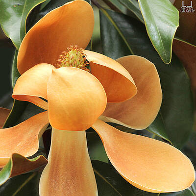 Photograph - Middle-Aged Magnolia by Decoris Art