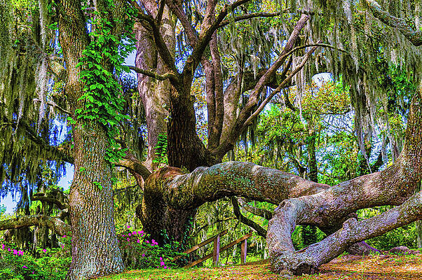 South Carolina Photograph - Middleton Oak Tree by Louis Dallara
