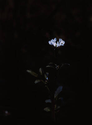Flower Photograph - Midnight Bloom by Nova Rae