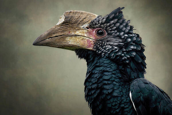 Midnight Feathered Crown Print