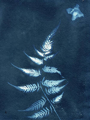Delicate Fern Silhouette Photograph