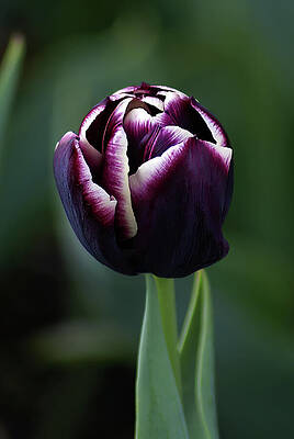 Wall Art featuring the photograph Midnight Velvet Tulip by Deb Beausoleil