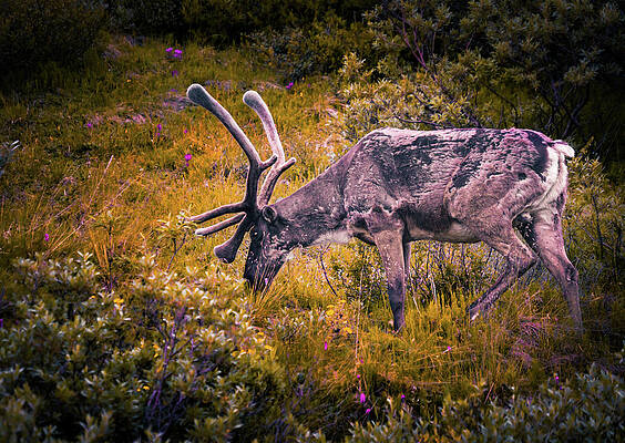 Summer Wall Art featuring the photograph Midsummer Graze, Caribou In Denali National Park, Alaska by Shannon Williams