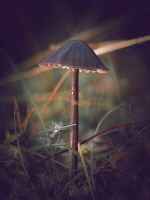 Raw Photograph - Milking Bonnet Mushroom by Scott Lyons