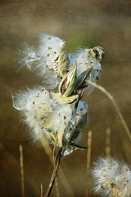 Wall Art featuring the photograph Milkweed Fluff by Mary Lee Dereske