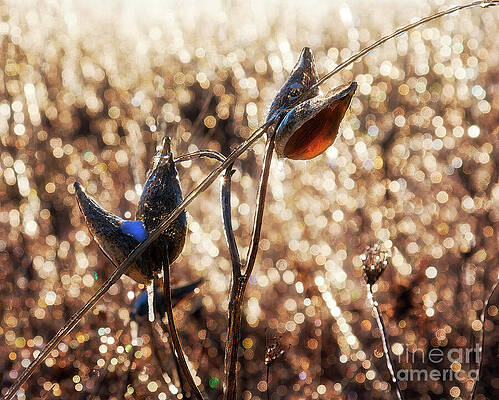 Wall Art featuring the photograph Milkweed Pods In Sparkling Light by Tatiana Travelways