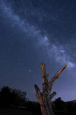 Wall Art featuring the photograph Milky Way Over The Desert 2 by Lisa Chorny