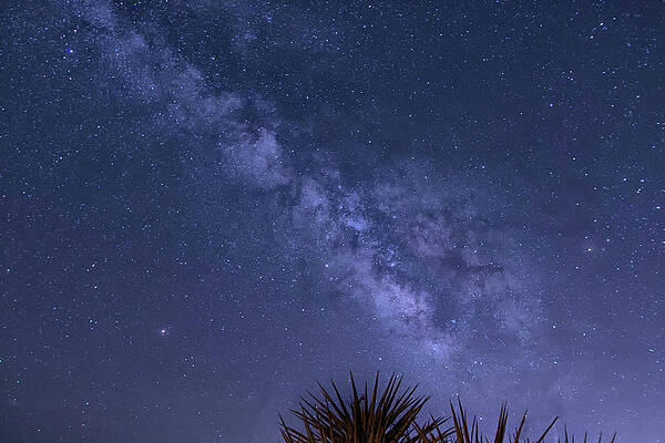 Wall Art featuring the photograph Milky Way Over The Desert by Lisa Chorny