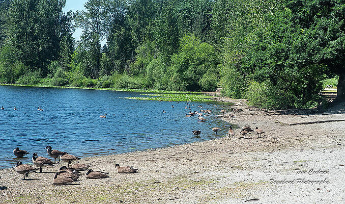 Beach Photograph - Mill Lake Beach With Canada Geese by Tom Cochran