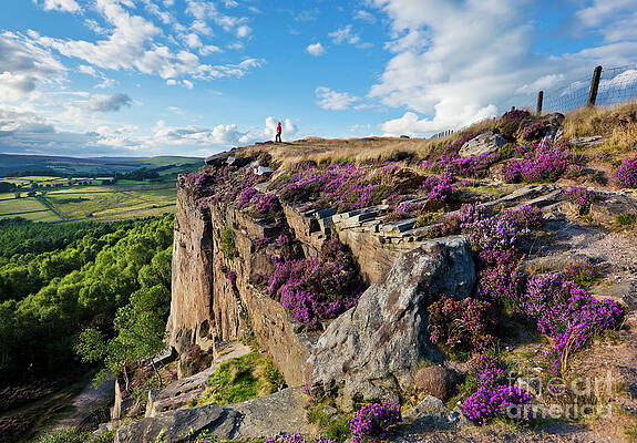 Dramatic Photograph - Millstone Edge And Hathersage Moor With Purple Heather, Peak District, England by Neale And Judith Clark