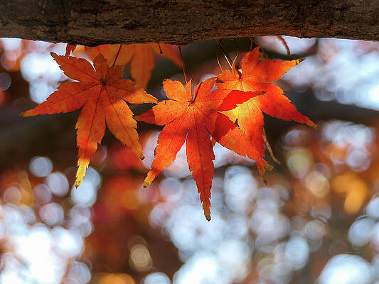 Wall Art featuring the photograph Mindy's Maple by Sunniye Buesing