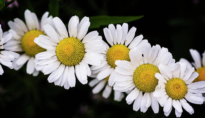 Flower Photograph - Mini Daisy Chain by Web Browning
