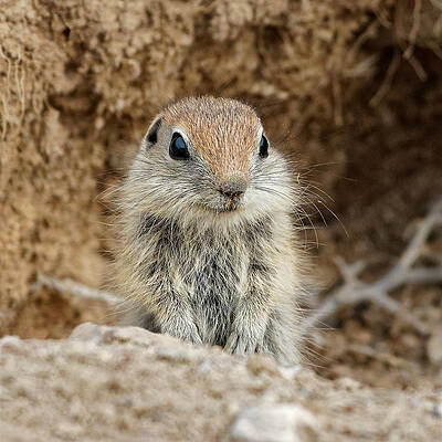 Wildlife Wall Art featuring the photograph Mini-Whistle Pig - Uinta Ground Squirrel Kit, Oregon by KJ Swan