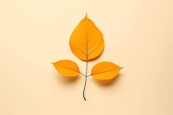Geometric Digital Art - Minimalist Illustration Of A Delicate Leaf No 1 by Andre Petrov