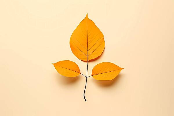 Geometric Wall Art featuring the digital art Minimalist Illustration Of A Delicate Leaf No 2 by Andre Petrov