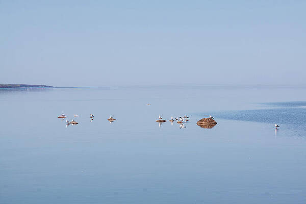Peaceful Seagulls on a Calm Lake Photograph