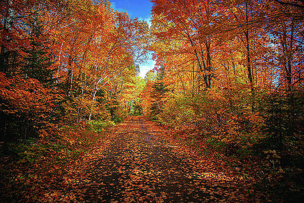 Wall Art featuring the photograph Minnesota North Shore Backroad In Autumn by Adam Mateo Fierro