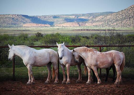 Cowboy Wall Art featuring the photograph Minnie, Mick And Clay by Alden White Ballard