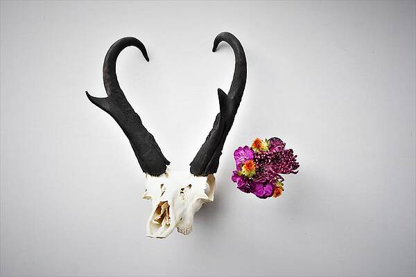 Wall Art featuring the photograph Miracle by Alden Ballard