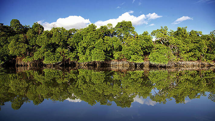 Florida Wall Art featuring the photograph Mirror by Alberto Audisio