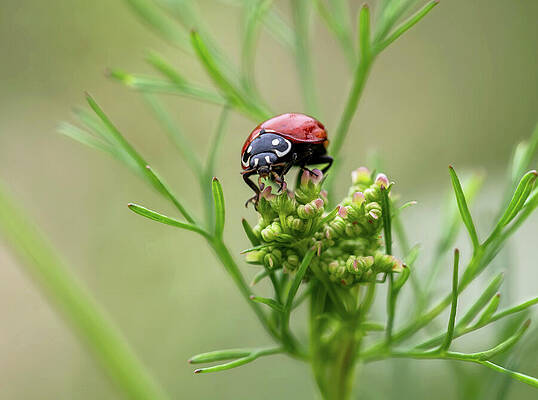 Wall Art featuring the photograph Miss Bug Dines On Cilantro by Joe Schofield