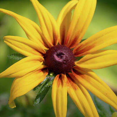 Wall Art featuring the photograph Miss Sunshine by Linda Triplett