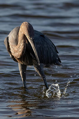 Florida Photograph - Missed by RD Allen