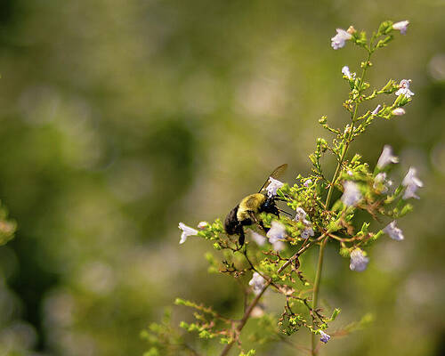 Beautiful Photograph - Missouri - Bee by Robert Niemeier