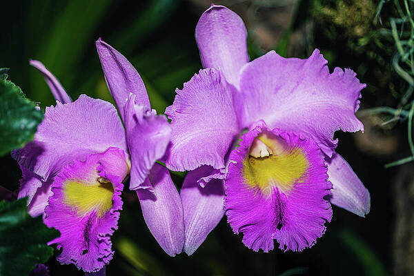 Vintage Photograph - Missouri Botanical Garden - Orchid Show by Robert Niemeier