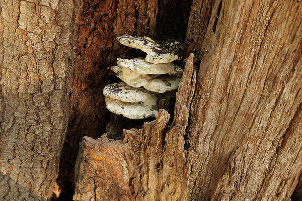Tree Photograph - Missouri - Forest - Decay by Robert Niemeier