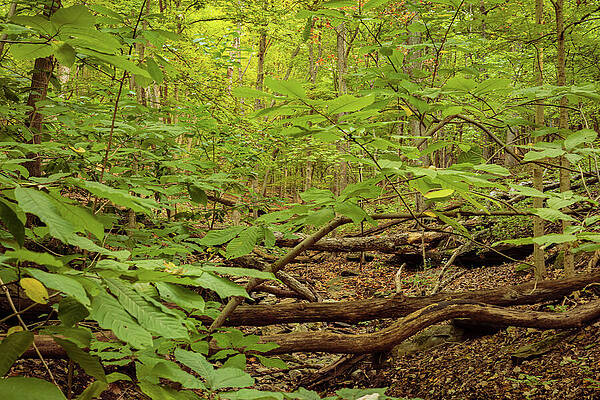 Tree Photograph - Missouri - Forest - Early Morning by Robert Niemeier