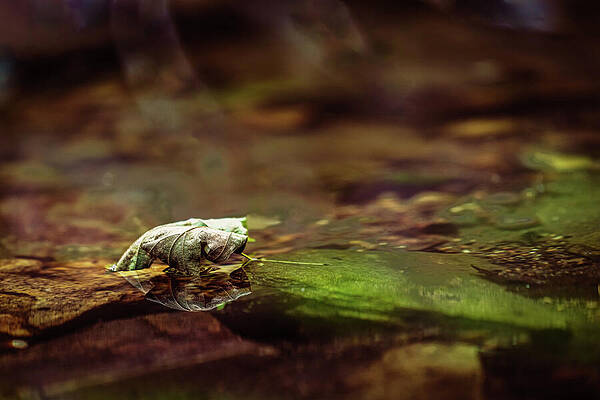 Tree Wall Art featuring the photograph Missouri Forest - Leaf Floating by Robert Niemeier