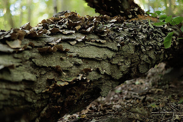 Tree Photograph - Missouri - Forest - Log Macro by Robert Niemeier