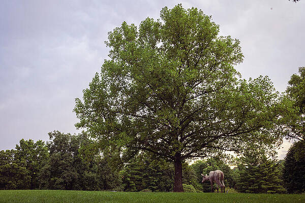 Tree Photograph - Missouri - Laumeier Park - Deer Sculpture by Robert Niemeier