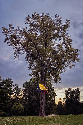 Tree Photograph - Missouri - Laumeier Park by Robert Niemeier