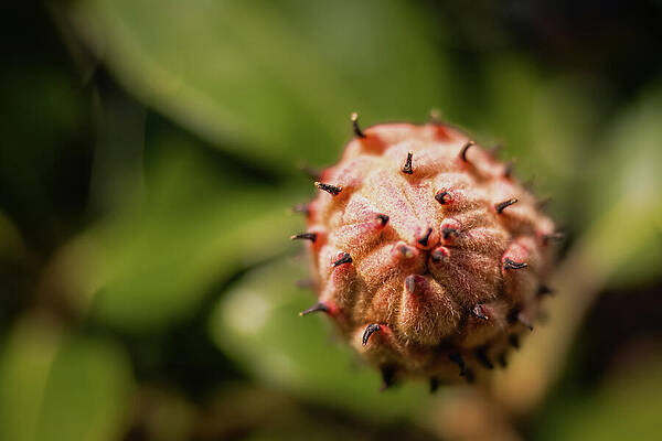 Tree Photograph - Missouri - Magnolia Seeds - Macro by Robert Niemeier