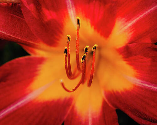 Beautiful Photograph - Missouri - Missouri Botanical Gardens - Day Lily by Robert Niemeier