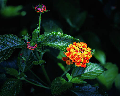 Vintage Photograph - Missouri - Missouri Botanical Gardens - Flowers by Robert Niemeier