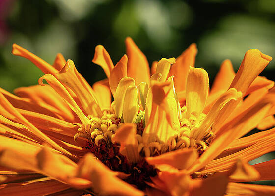 Beautiful Photograph - Missouri - Missouri Botanical Gardens - Orange Zinnia by Robert Niemeier