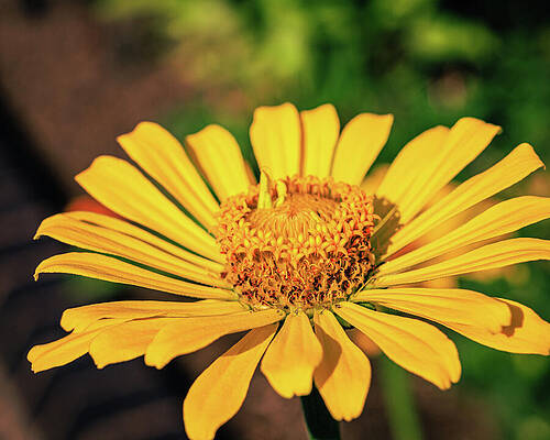 Beautiful Photograph - Missouri - Missouri Botanical Gardens - Yellow Dahlia by Robert Niemeier