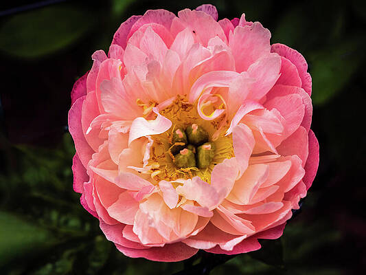 Beautiful Photograph - Missouri - Pink Peony by Robert Niemeier