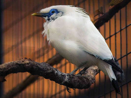Tree Wall Art featuring the photograph Missouri - Saint Louis - Bali Myna by Robert Niemeier