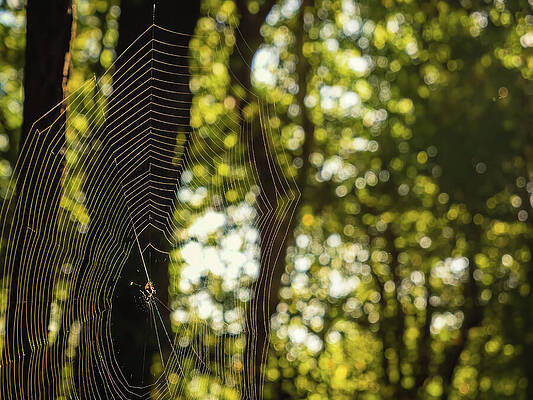 Tree Photograph - Missouri - Spider Web In Forest by Robert Niemeier