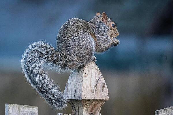 Wildlife Photograph - Missouri - Squirrel #1 by Robert Niemeier