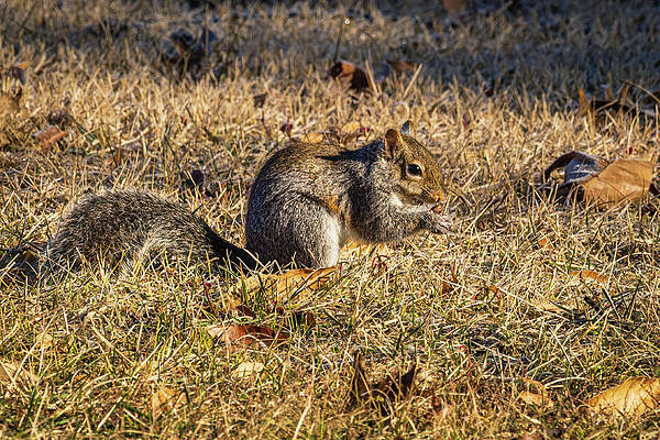 Wildlife Photograph - Missouri - Squirrel by Robert Niemeier