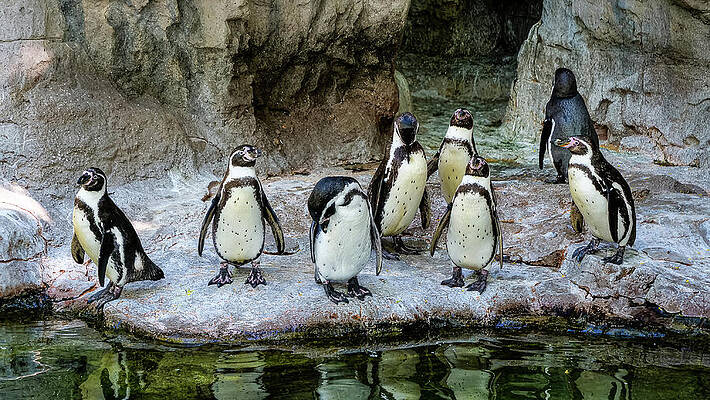 Wildlife Photograph - Missouri - St. Louis Zoo - Flock Of Penquins by Robert Niemeier