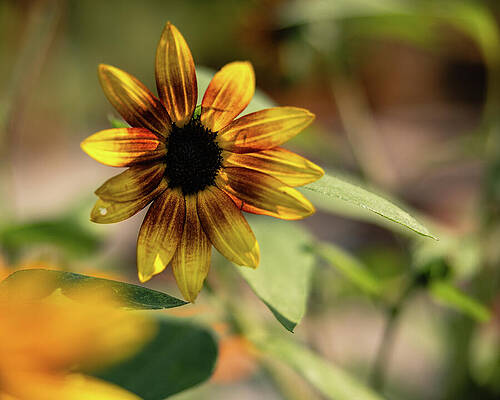 Beautiful Photograph - Missouri - Sunflower by Robert Niemeier
