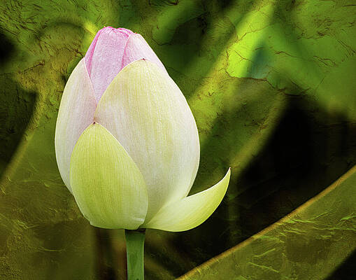 Beautiful Photograph - Missouri - Tower Grove Park - Water Lily by Robert Niemeier