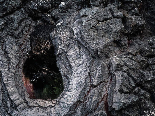 Wall Art featuring the photograph Missouri - Tree Trunk by Robert Niemeier